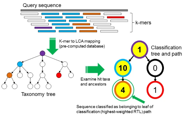 Species Annotation Principle of Kraken2